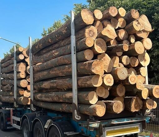 Buchenstammholz – Komplette LKW-Ladung 50 Raummeter – PEFC-zertifiziert — Produktbild aus dem Sortiment Stammholz