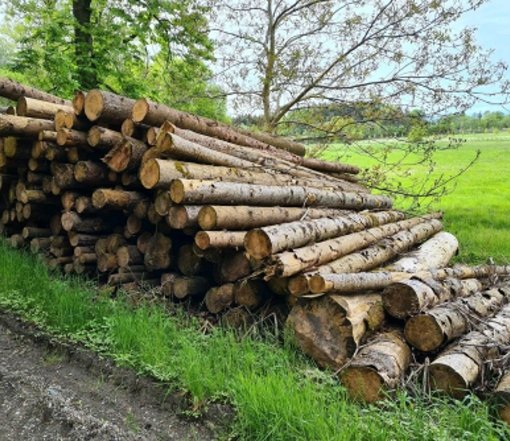 Fichtenstammholz – Komplette LKW-Ladung 50 Raummeter – PEFC-zertifiziert — Produktbild aus dem Sortiment Stammholz